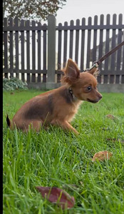TOY LONGHAIR (7 foto / 8)