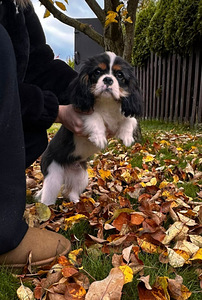 Cavalier King Čarlz Spaniel (4 foto / 8)