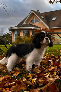 Cavalier King Čarlz Spaniel (7 foto / 8)