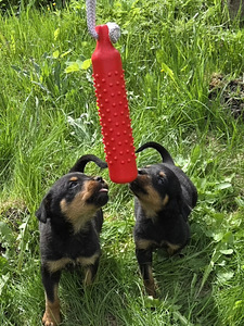 Rottweiler kutsikad (1 foto / 3)