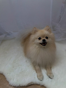 Pomeranian spits (2 foto / 3)