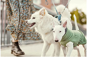 Greyhound Razzle-Dazzle Midlayer Jacket for Dogs S/30 CM