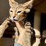 Котята Саванна ф5,Savannah f5 (фото #5)