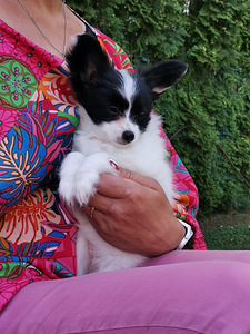 Papillon (2 foto / 6)