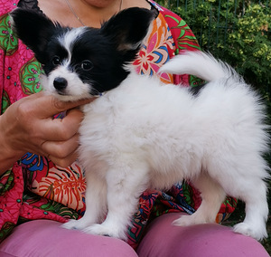 Papillon (5 foto / 6)