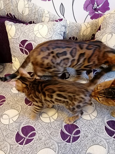 Bengali kassipoeg (8 foto / 10)
