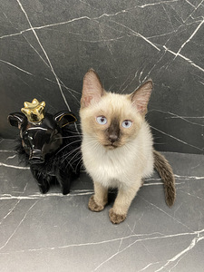 Thai kitten / Тайский котенок (1 фото из 3)