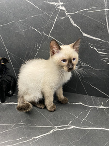 Thai kitten / Тайский котенок (2 фото из 3)