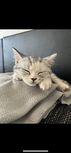 Шотландская кошечка (2 фото из 3)