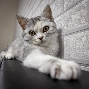 Шотландская кошечка (3 фото из 3)