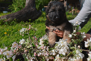 Vācu aitu sugas kucēni (4 foto no 8)