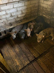 Vietnami kõhuline siga (1 foto / 1)