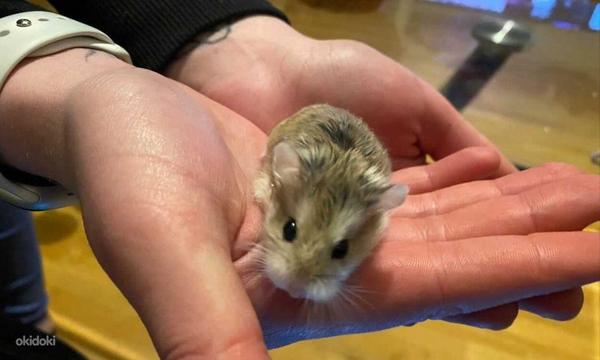 Roborovski hamster (foto #2)