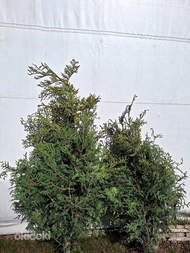 Elupuu Brabant 120 kuni 300 cm