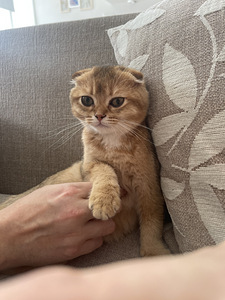 Scottish fold kassipoeg (1 foto / 4)