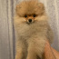 Pomeranian, puhtatõuline tüdruk (foto #1)