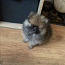Pomeranian, puhtatõuline tüdruk (foto #4)