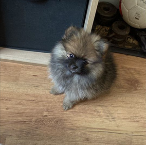 Pomeranian, puhtatõuline tüdruk (4 foto / 4)