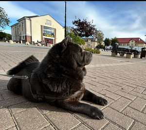 Otsime peigmeest meie chow chow tüdrukule (1 foto / 2)