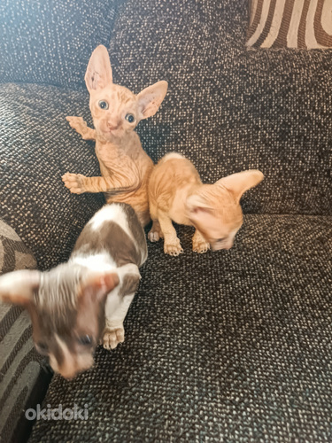 Котята корниш рекс