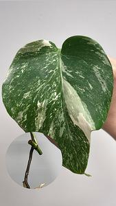 Monstera Albo cuttings (4 foto / 6)