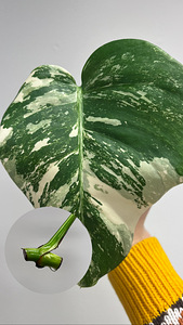 Monstera Albo cuttings (6 foto / 6)