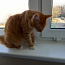 Punane kass (foto #3)