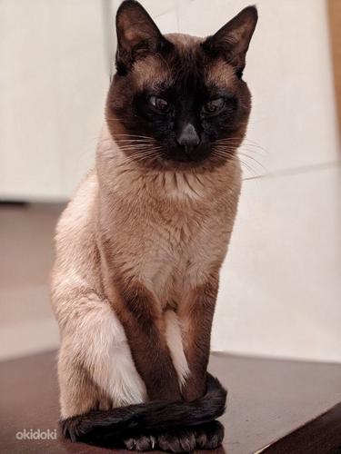 Вязка тайского кота (фото #1)