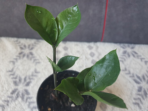Raha dollaripuu zamioculcas lill taim (2 foto / 2)