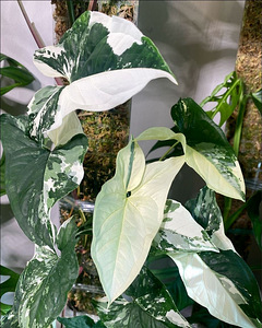 Süngoonium Syngonium Albo Variegata Sõrgköis lill taim (1 foto / 8)