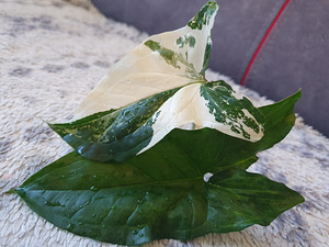Süngoonium Syngonium Albo Variegata Sõrgköis lill taim (2 foto / 8)