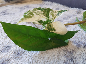 Süngoonium Syngonium Albo Variegata Sõrgköis lill taim (8 foto / 8)