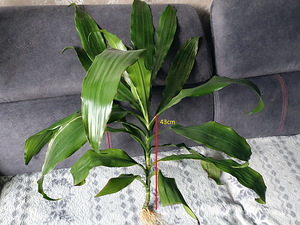 Зеленое драконовое дерево цветок растение драцена пальма