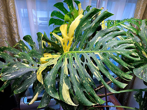 Monstera Thai Constellation lill taim variegata (1 foto / 3)
