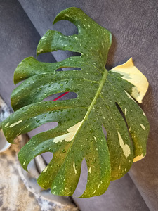 Monstera Thai Constellation lill taim variegata (2 foto / 3)