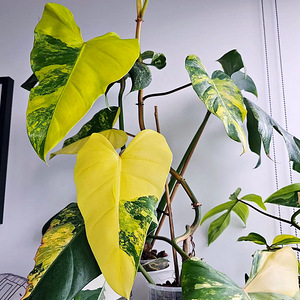 Philodendron Domesticum variegata filodendron lill (1 foto / 2)