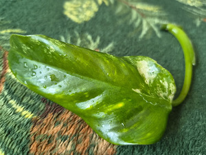 Philodendron Domesticum variegata filodendron lill (5 foto / 10)