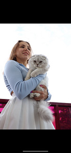 Šoti kassipojad Scottish Fold/Straight (2 foto / 9)