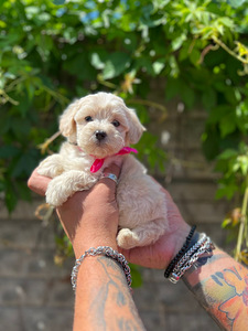 Maltipoo F1 Mini (2 foto / 9)