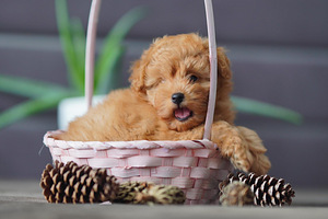 Maltipoo mini F1 kutsikad (3 foto / 6)