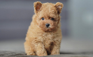 Mikro-Maltipoo kutsikad (2 foto / 7)