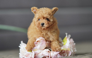 Mikro-Maltipoo kutsikad (6 foto / 7)