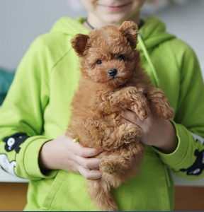 Mikro-Maltipoo kutsikad (1 foto / 7)