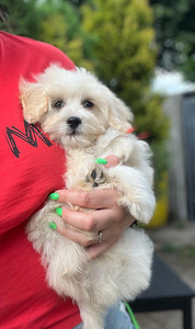 Maltipoo F1 kutsikad (10 foto / 10)