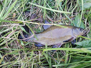 Värske linask, haug (1 foto / 1)
