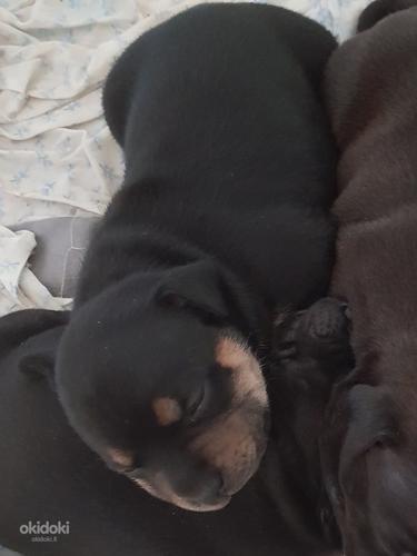 Staffordshire bull terrier