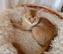 Котята