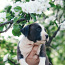 Zils amerikāņu Stafordšīras terjera kucēns (foto #1)