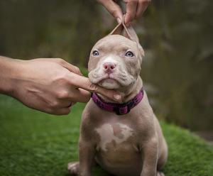 American Bully Pennut (4 valokuva sivusta 7)