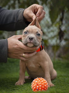 American Bully Pennut (6 valokuva sivusta 7)